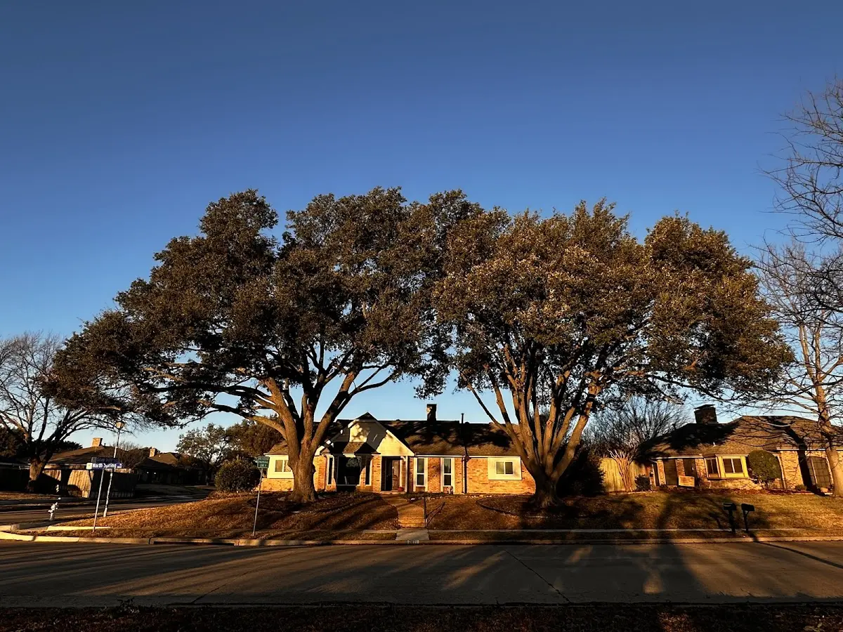 Established residential canopy tree shading a home in Seymour